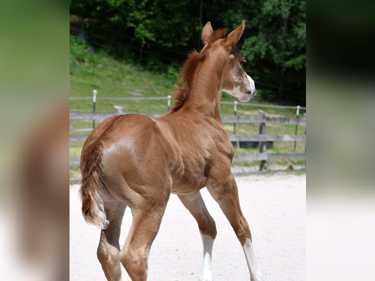 American Quarter Horse Merrie Veulen (05/2026) 150 cm Vos in Kronach