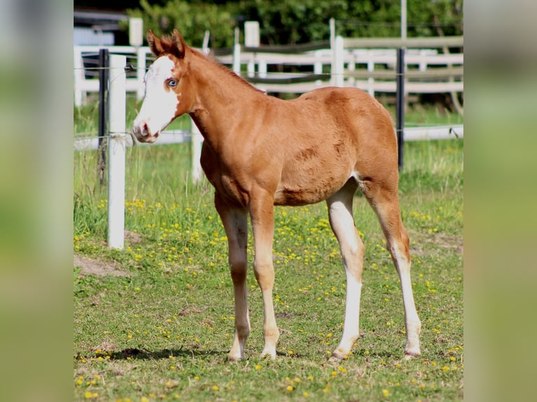 American Quarter Horse Merrie  150 cm Vos in Stade