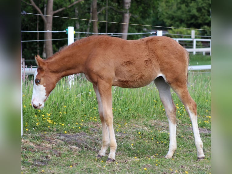 American Quarter Horse Merrie  150 cm Vos in Stade