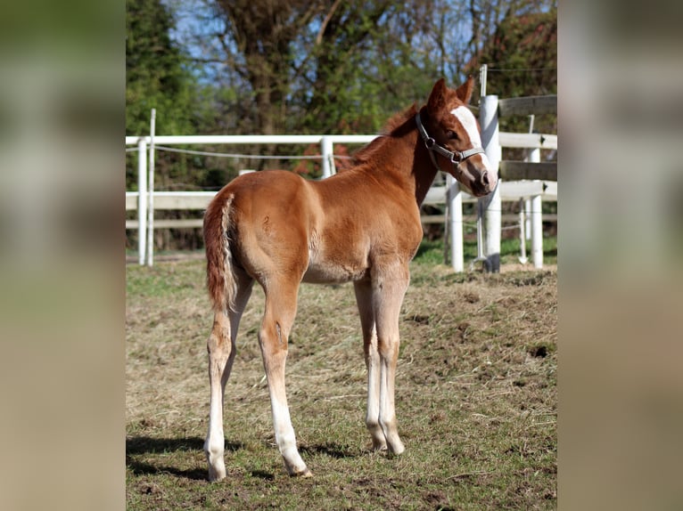 American Quarter Horse Merrie Veulen (03/2026) 150 cm Vos in Stade