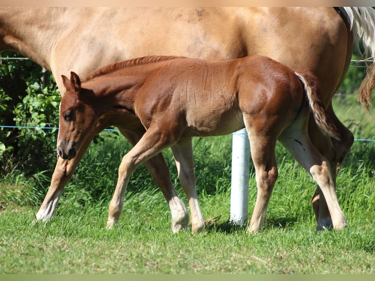 American Quarter Horse Merrie Veulen (04/2026) 150 cm Vos in Stade