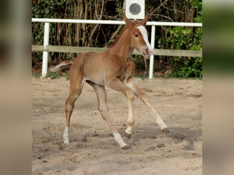American Quarter Horse Merrie Veulen (03/2026) 150 cm Vos in Stade