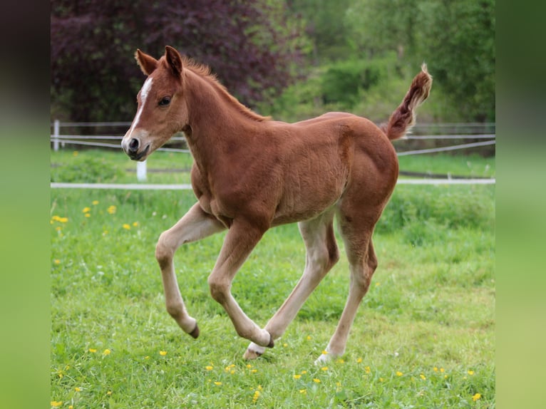 American Quarter Horse Merrie Veulen (04/2026) 150 cm Vos in Stade