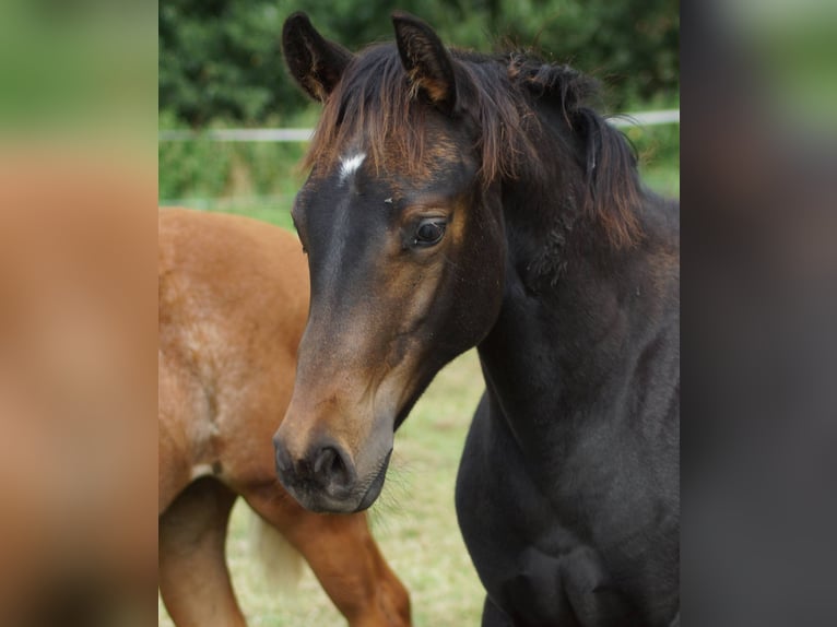 American Quarter Horse Merrie Veulen (04/2025) 150 cm Zwartbruin in Linsburg