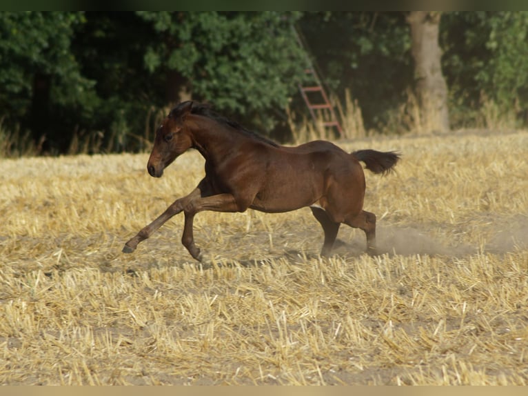 American Quarter Horse Merrie Veulen (04/2025) 150 cm Zwartbruin in Linsburg