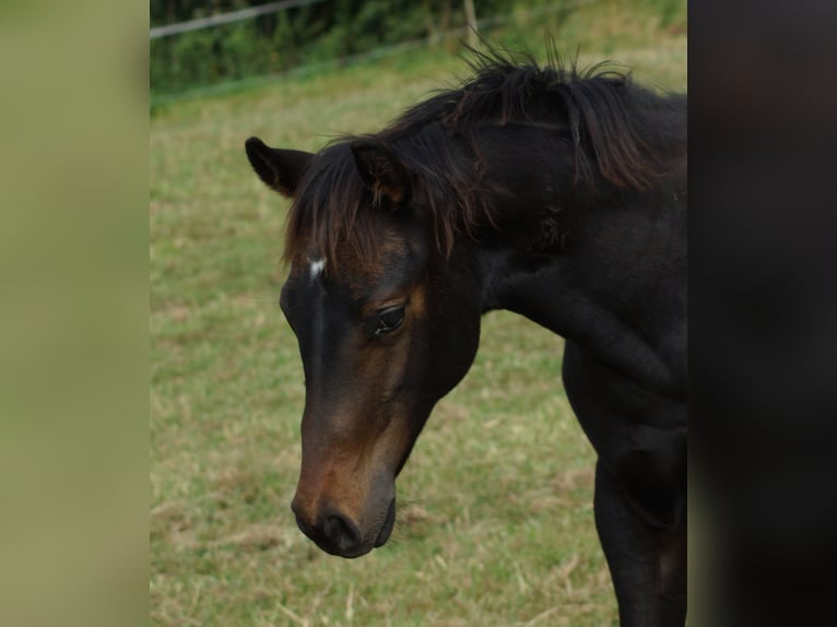 American Quarter Horse Merrie Veulen (04/2025) 150 cm Zwartbruin in Linsburg