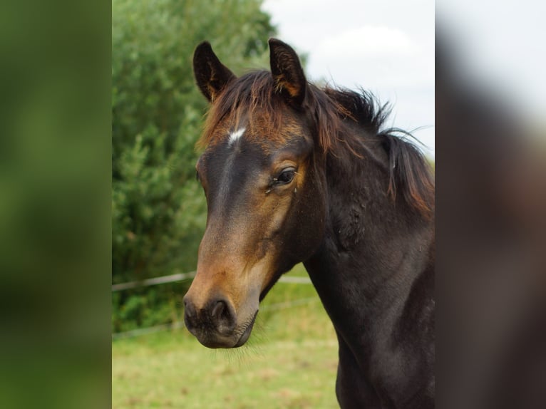 American Quarter Horse Merrie Veulen (04/2025) 150 cm Zwartbruin in Linsburg