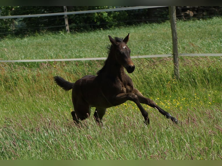 American Quarter Horse Merrie Veulen (04/2025) 150 cm Zwartbruin in Linsburg