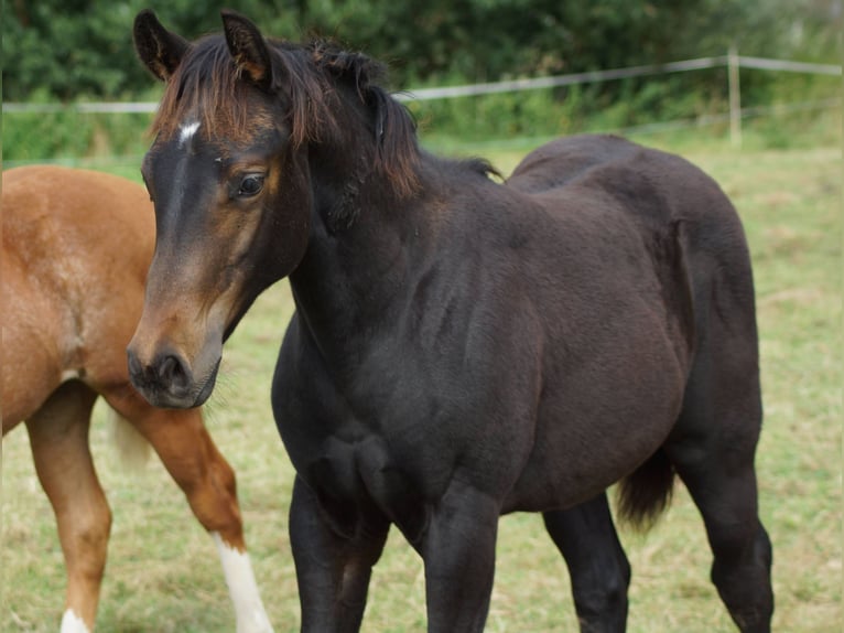 American Quarter Horse Merrie Veulen (04/2025) 150 cm Zwartbruin in Linsburg