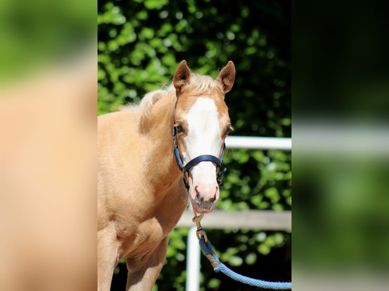 American Quarter Horse Merrie Veulen (04/2025) 151 cm Palomino in Stade American Quarter Horse Merrie Veulen (04/2025) 151 cm Palomino in Stade