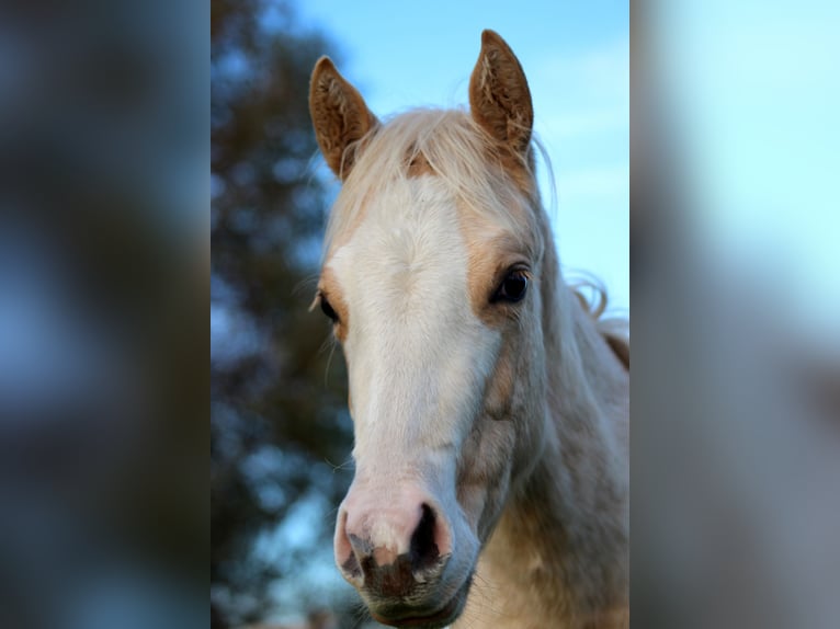 American Quarter Horse Merrie Veulen (04/2025) 151 cm Palomino in Stade