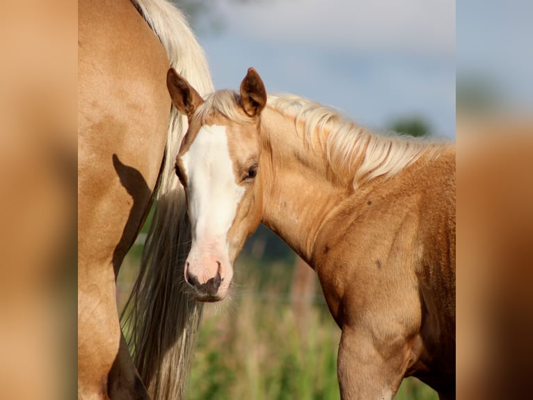 American Quarter Horse Merrie Veulen (04/2025) 151 cm Palomino in Stade American Quarter Horse Merrie Veulen (04/2025) 151 cm Palomino in Stade