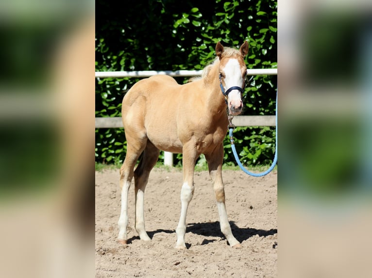 American Quarter Horse Merrie Veulen (04/2025) 151 cm Palomino in Stade American Quarter Horse Merrie Veulen (04/2025) 151 cm Palomino in Stade
