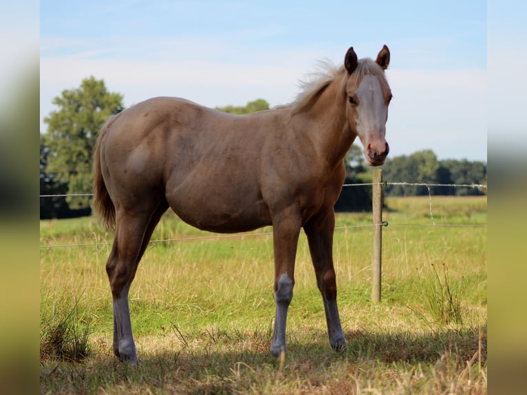 American Quarter Horse Merrie Veulen (04/2025) 151 cm Palomino in Stade American Quarter Horse Merrie Veulen (04/2025) 151 cm Palomino in Stade