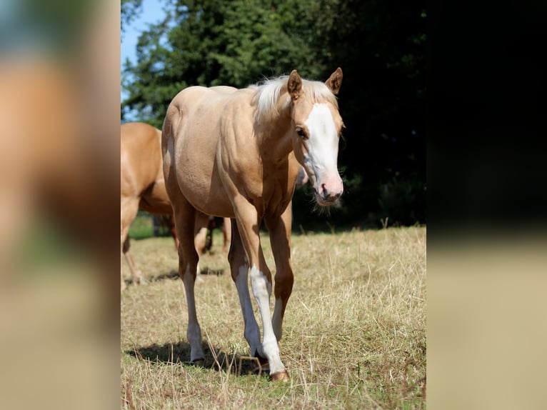 American Quarter Horse Merrie Veulen (04/2025) 151 cm Palomino in Stade American Quarter Horse Merrie Veulen (04/2025) 151 cm Palomino in Stade