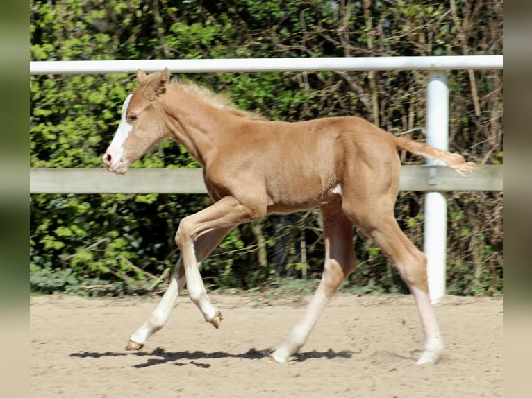American Quarter Horse Merrie Veulen (04/2025) 151 cm in Stade