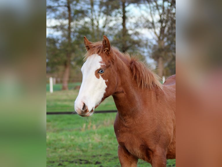 American Quarter Horse Merrie Veulen (03/2025) 151 cm Vos in Stade
