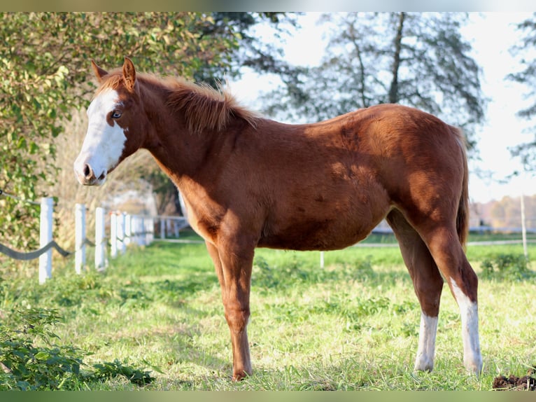 American Quarter Horse Merrie Veulen (03/2025) 151 cm Vos in Stade