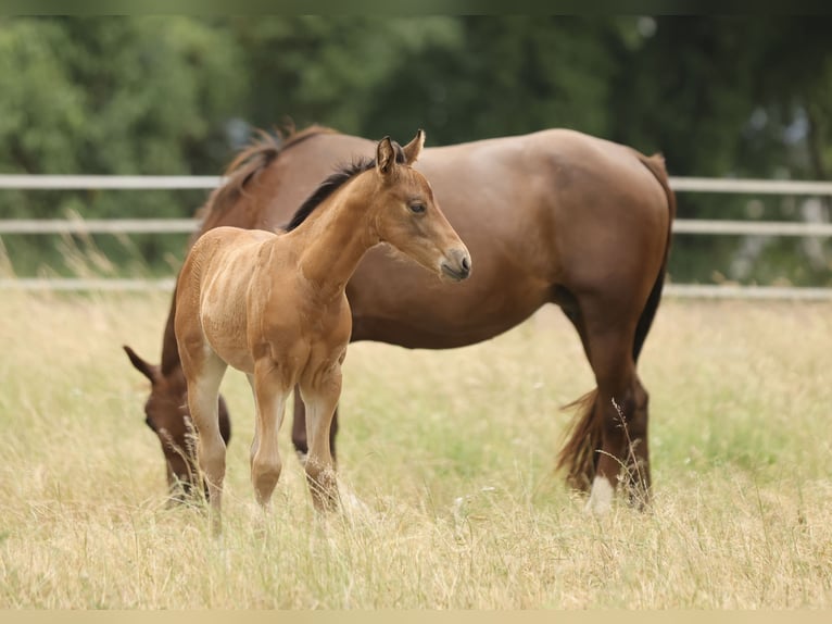 American Quarter Horse Merrie Veulen (04/2026) 152 cm Bruin in Waldshut-Tiengen