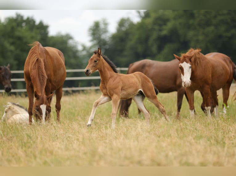 American Quarter Horse Merrie Veulen (04/2026) 152 cm Bruin in Waldshut-Tiengen