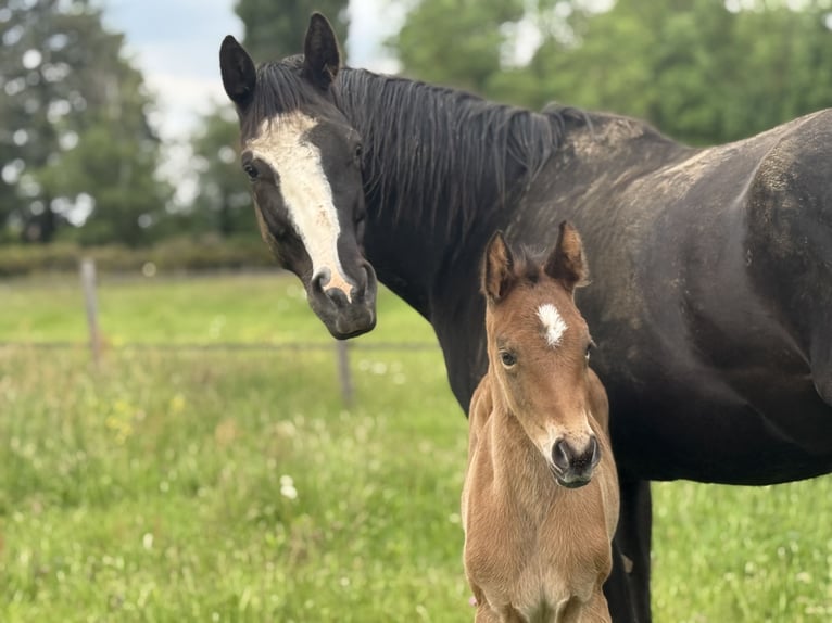 American Quarter Horse Merrie  152 cm Bruin in Thodure