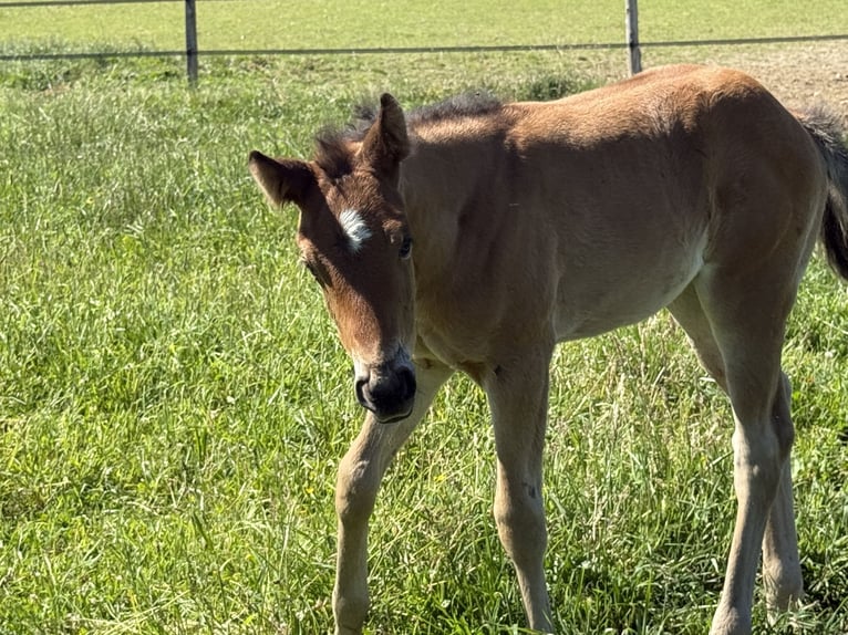 American Quarter Horse Merrie  152 cm Bruin in Thodure