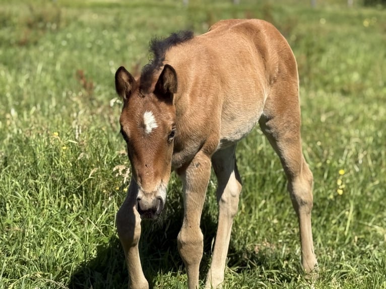 American Quarter Horse Merrie  152 cm Bruin in Thodure