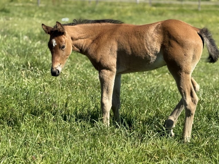 American Quarter Horse Merrie  152 cm Bruin in Thodure