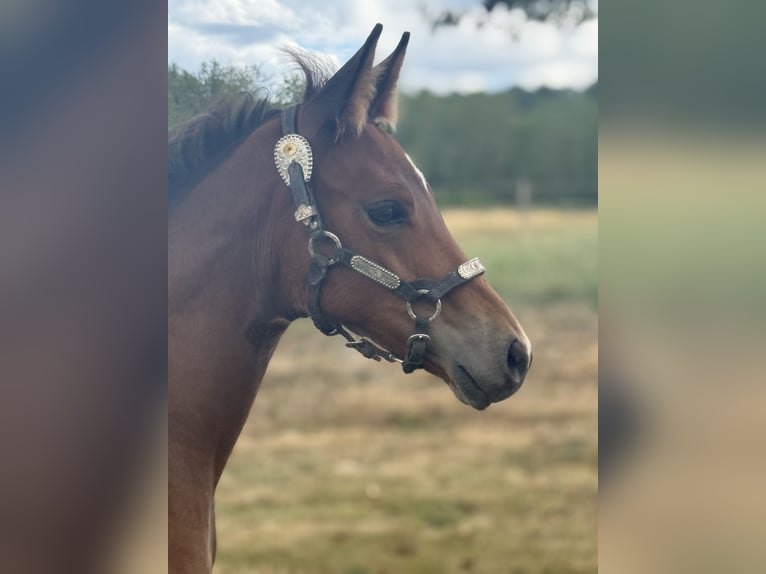 American Quarter Horse Merrie  152 cm Bruin in Thodure