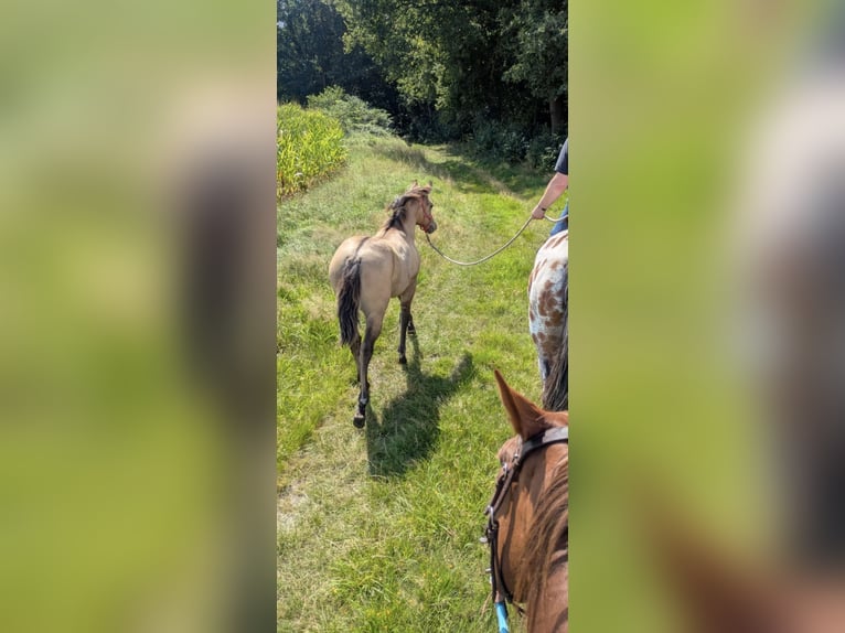 American Quarter Horse Mix Merrie Veulen (04/2025) 152 cm Buckskin in Wietmarschen