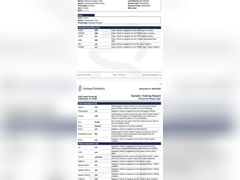 American Quarter Horse Mix Merrie Veulen (04/2025) 152 cm Buckskin in Wietmarschen