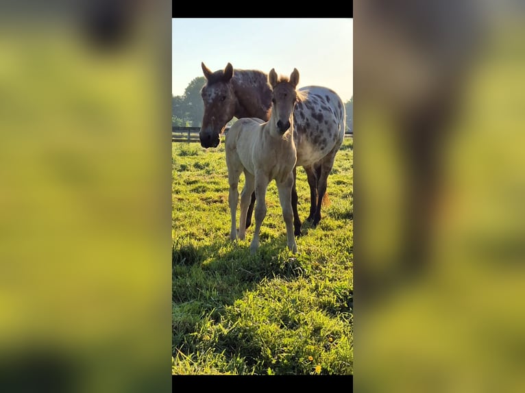 American Quarter Horse Mix Merrie Veulen (04/2025) 152 cm Buckskin in Wietmarschen