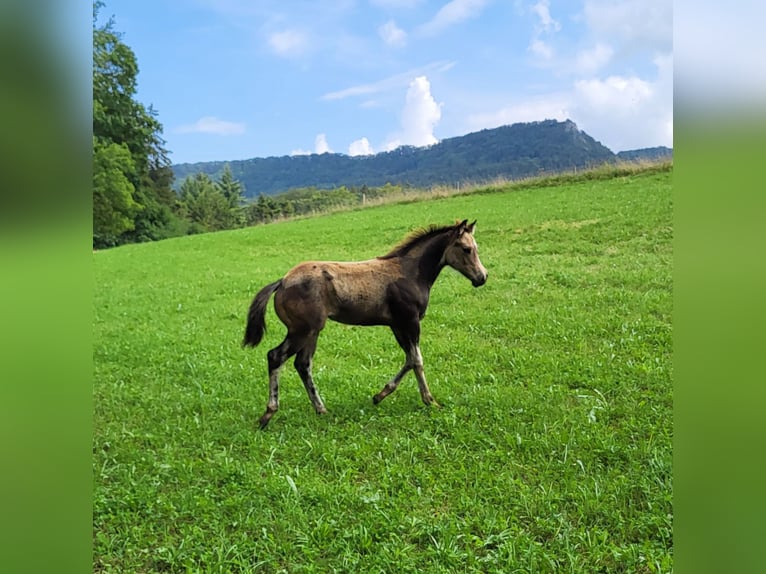 American Quarter Horse Merrie veulen (04/2024) 152 cm Buckskin in Balingen