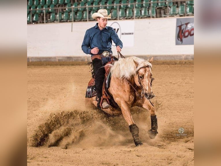 American Quarter Horse Merrie veulen (04/2024) 152 cm Buckskin in Balingen