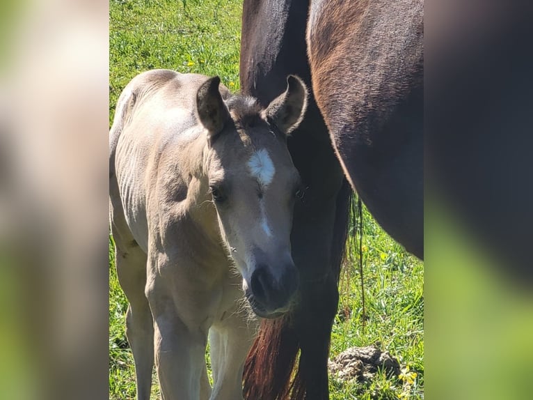 American Quarter Horse Merrie veulen (04/2024) 152 cm Buckskin in Balingen