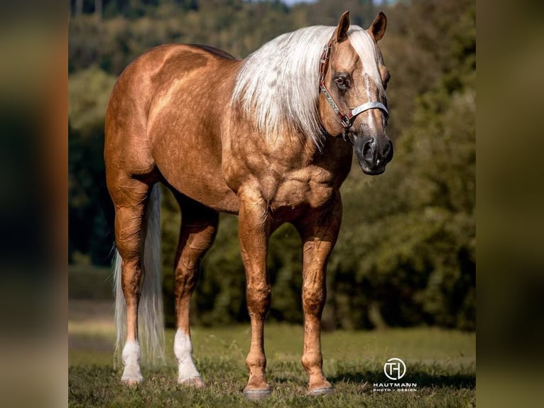 American Quarter Horse Merrie veulen (04/2024) 152 cm Buckskin in Balingen