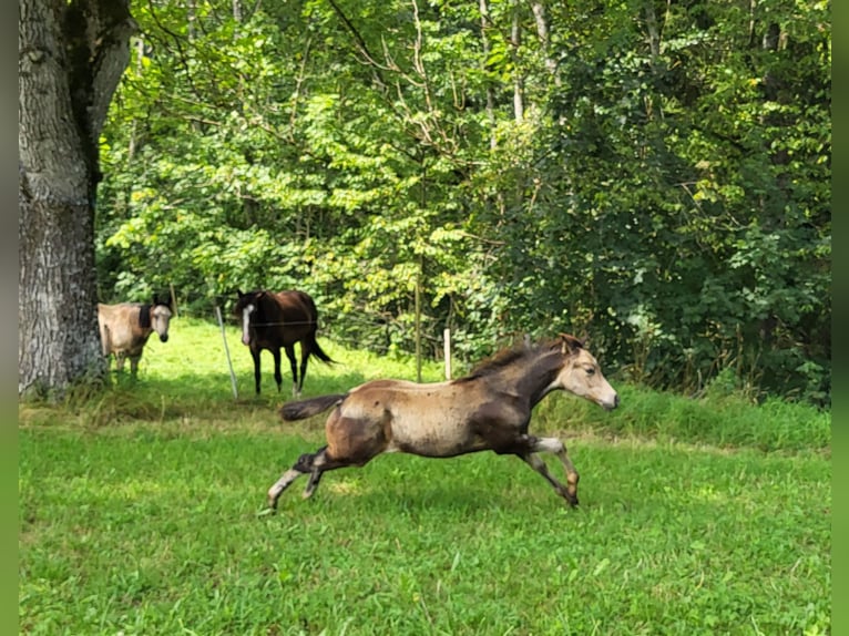 American Quarter Horse Merrie veulen (04/2024) 152 cm Buckskin in Balingen