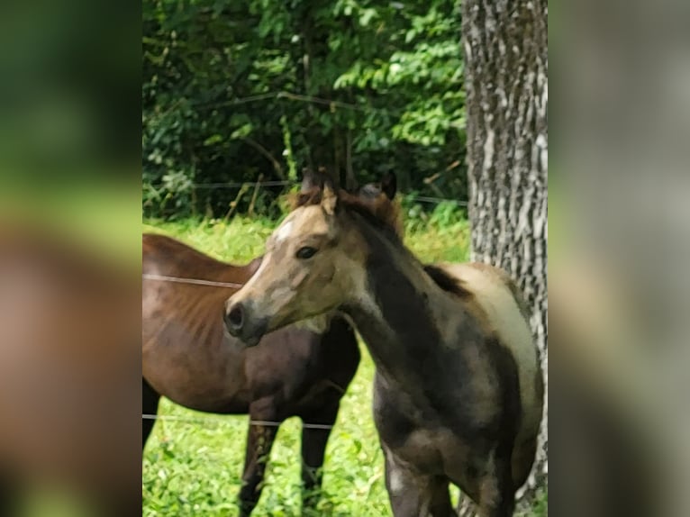 American Quarter Horse Merrie veulen (04/2024) 152 cm Buckskin in Balingen