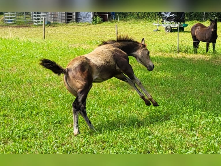 American Quarter Horse Merrie veulen (04/2024) 152 cm Buckskin in Balingen