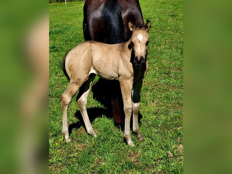 American Quarter Horse Merrie veulen (04/2024) 152 cm Buckskin in Balingen