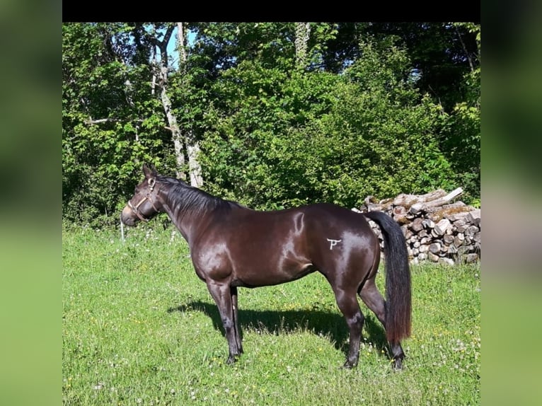 American Quarter Horse Merrie veulen (04/2024) 152 cm Buckskin in Balingen