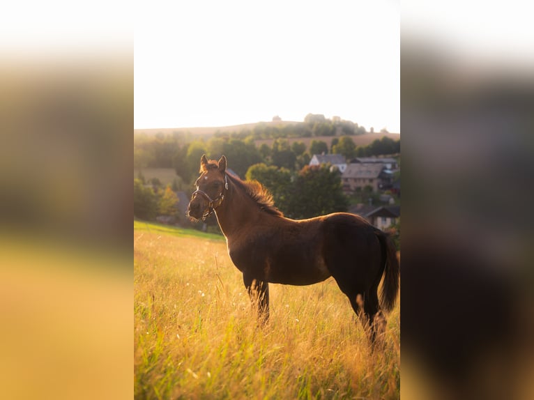 American Quarter Horse Merrie Veulen (05/2025) 152 cm Buckskin in Venusberg