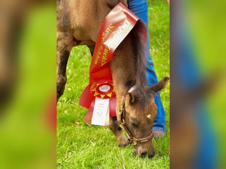American Quarter Horse Merrie Veulen (05/2025) 152 cm Buckskin in Venusberg