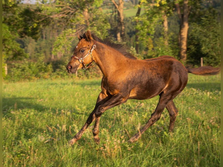 American Quarter Horse Merrie Veulen (05/2025) 152 cm Buckskin in Venusberg