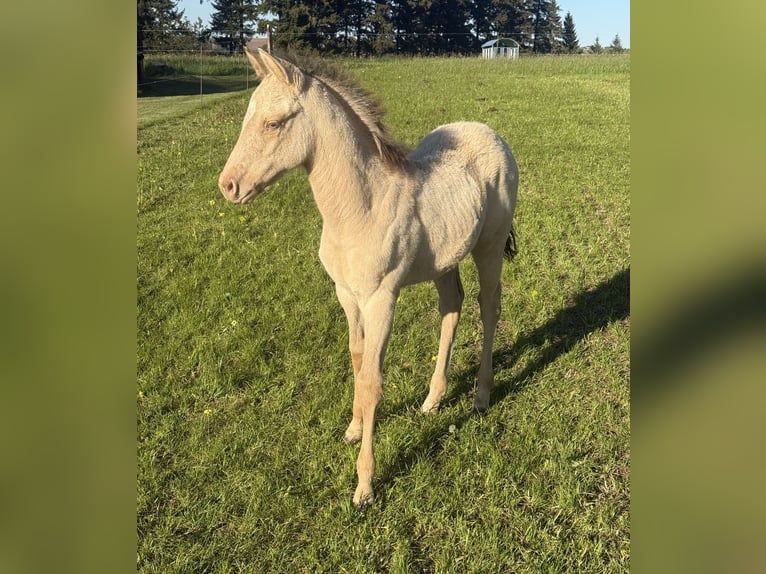 American Quarter Horse Merrie Veulen (04/2026) 152 cm Champagne in Daleiden
