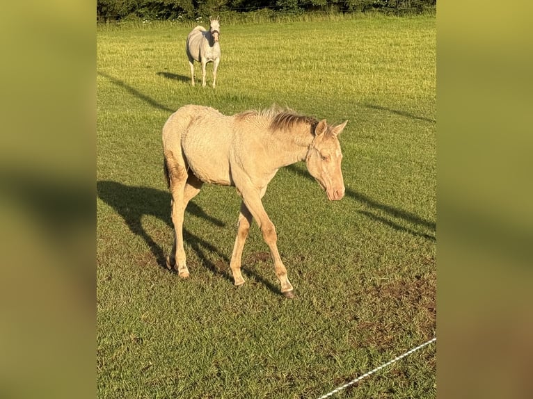 American Quarter Horse Merrie Veulen (04/2026) 152 cm Champagne in Daleiden