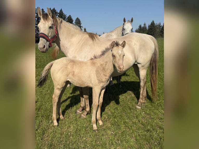 American Quarter Horse Merrie Veulen (04/2026) 152 cm Champagne in Daleiden