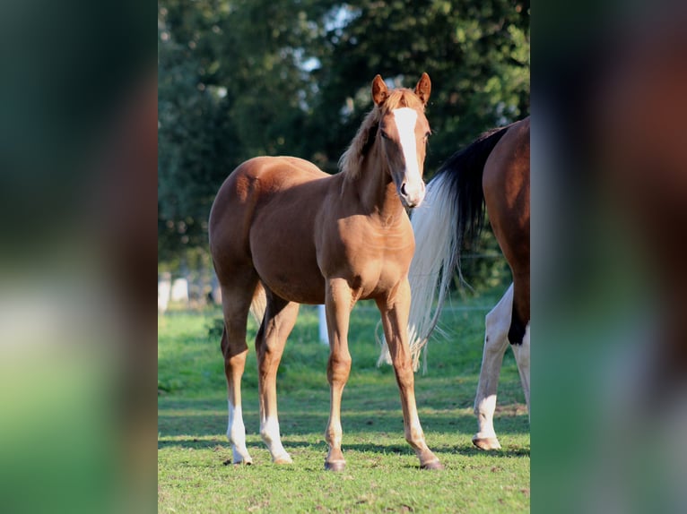 American Quarter Horse Merrie Veulen (03/2026) 152 cm Donkere-vos in Stade