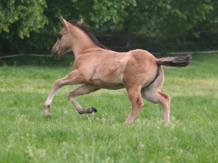 American Quarter Horse Merrie Veulen (03/2026) 152 cm Grullo in Düsseldorf