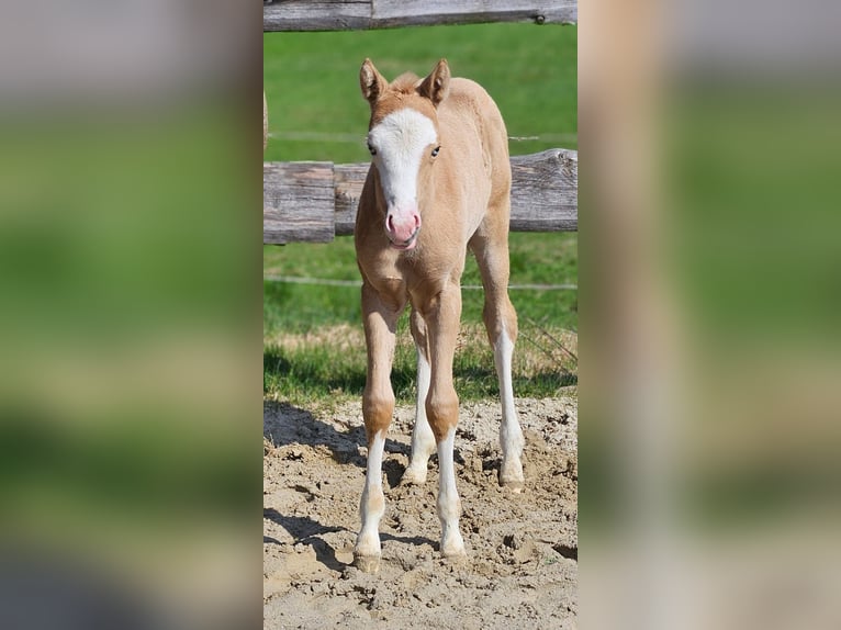 American Quarter Horse Merrie  152 cm Palomino in Halfing
